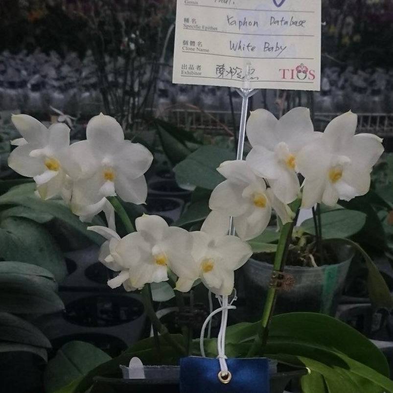 Phalaenopsis Yaphon Database ‘White Baby’