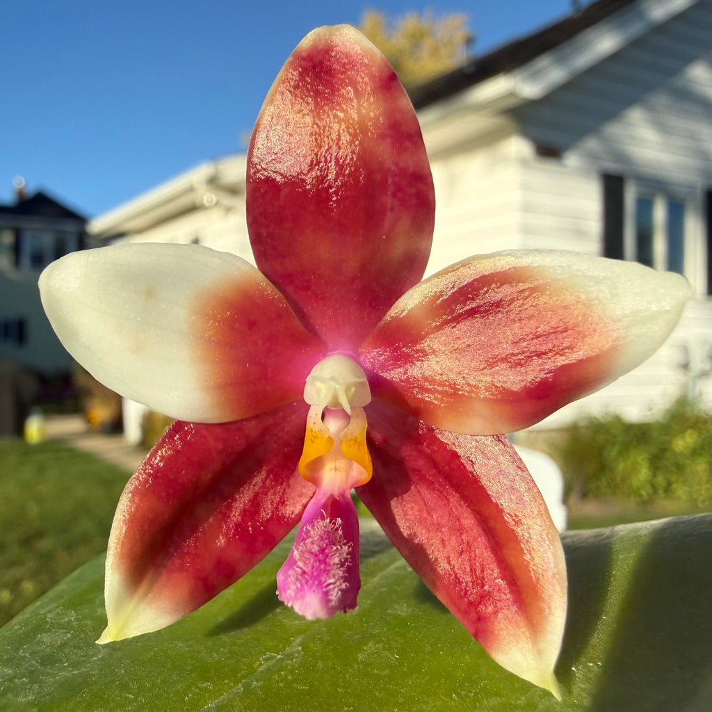 Phalaenopsis (tetraspis ‘coffee’ x LL Blue Magpie)