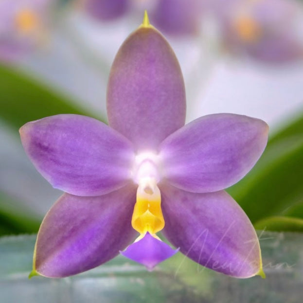 Phalaenopsis (KS Samera x Lee Wai Queen)