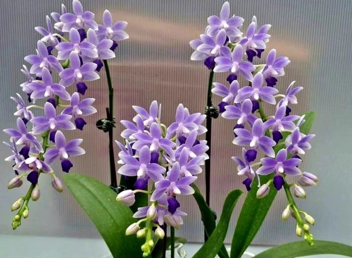 Phalaenopsis Summer Rose 'Blue Star'