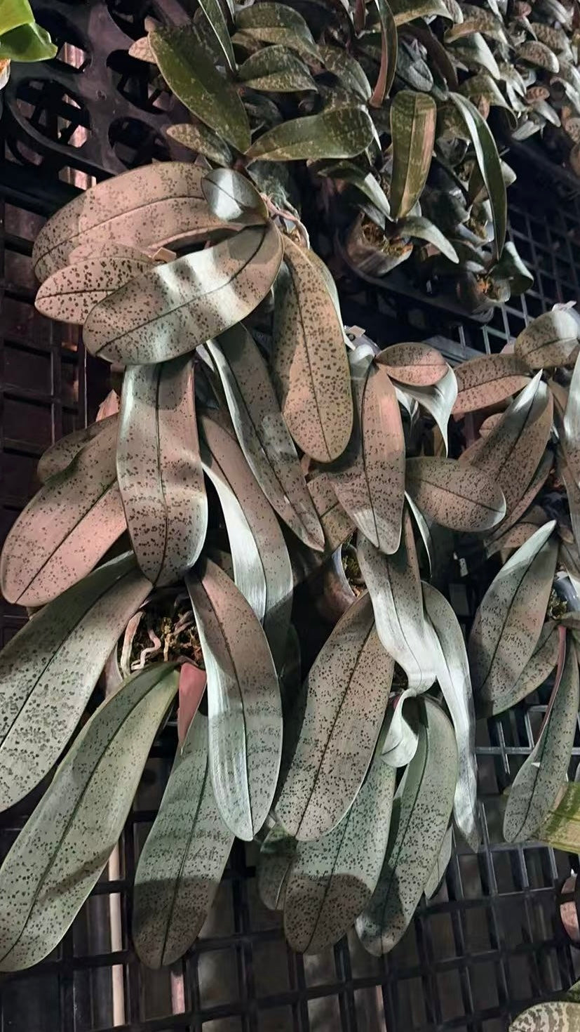 Phalaenopsis schilleriana ‘Polar Bear’ BTS262