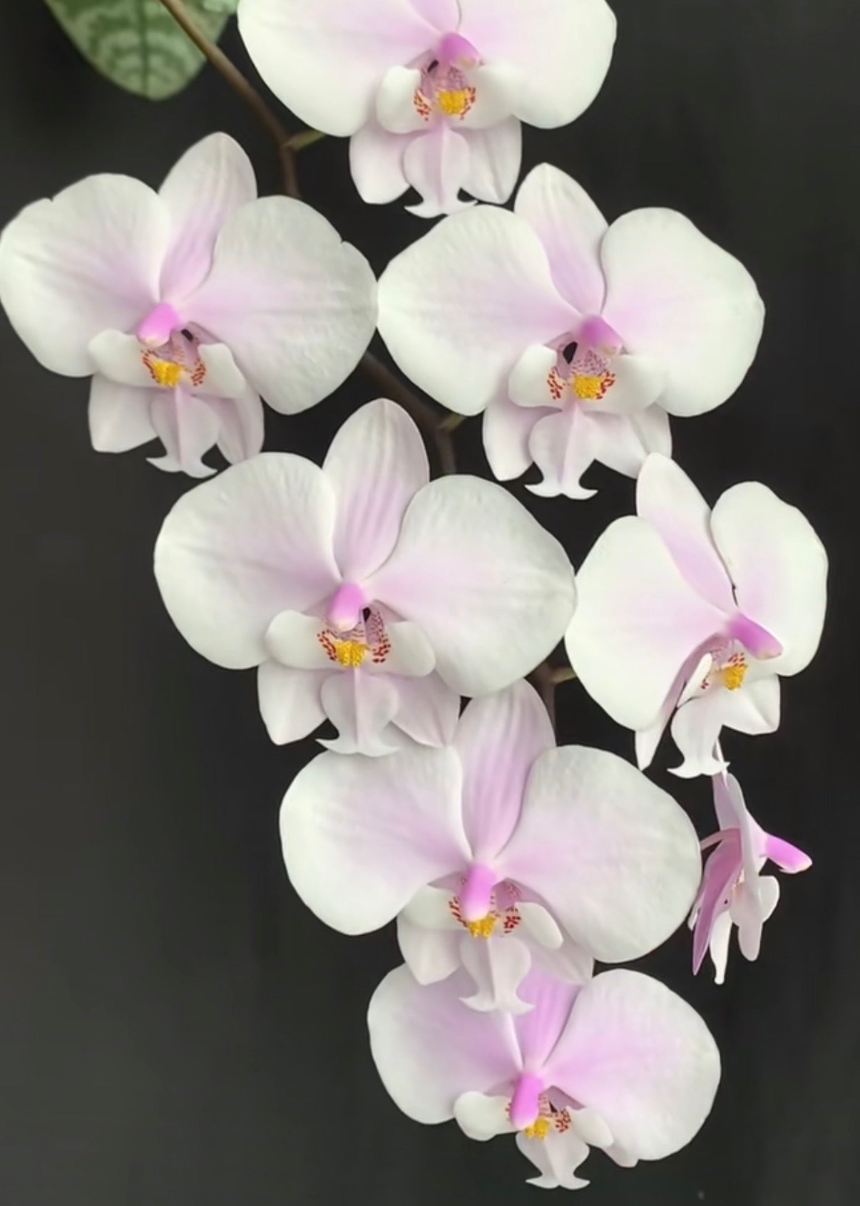 Phalaenopsis (schilleriana ‘Sliver Fox’ x schilleriana ‘Sliver Dragon’) BTS66
