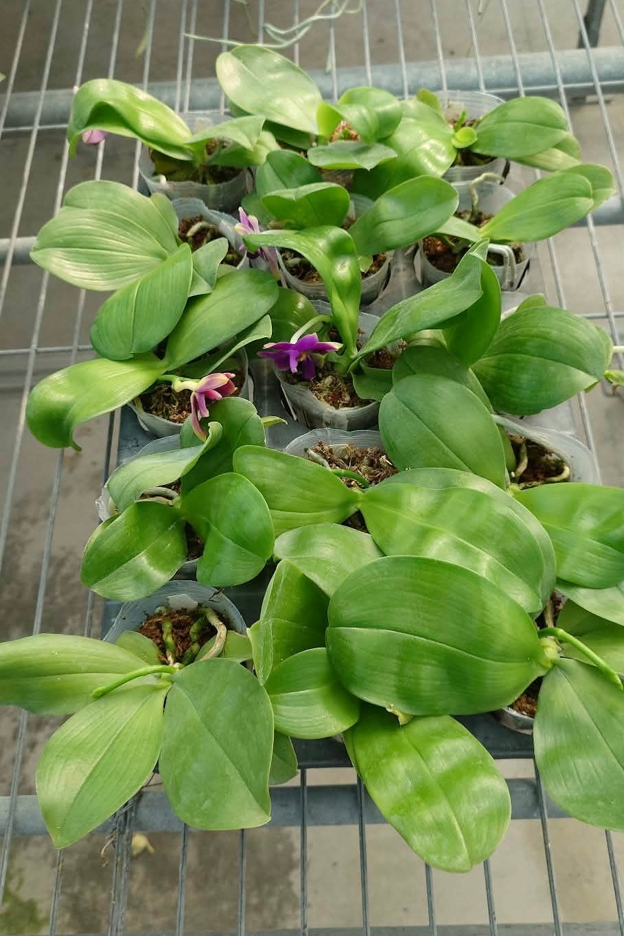 Phalaenopsis violacea indigo ‘Blue Diamond’