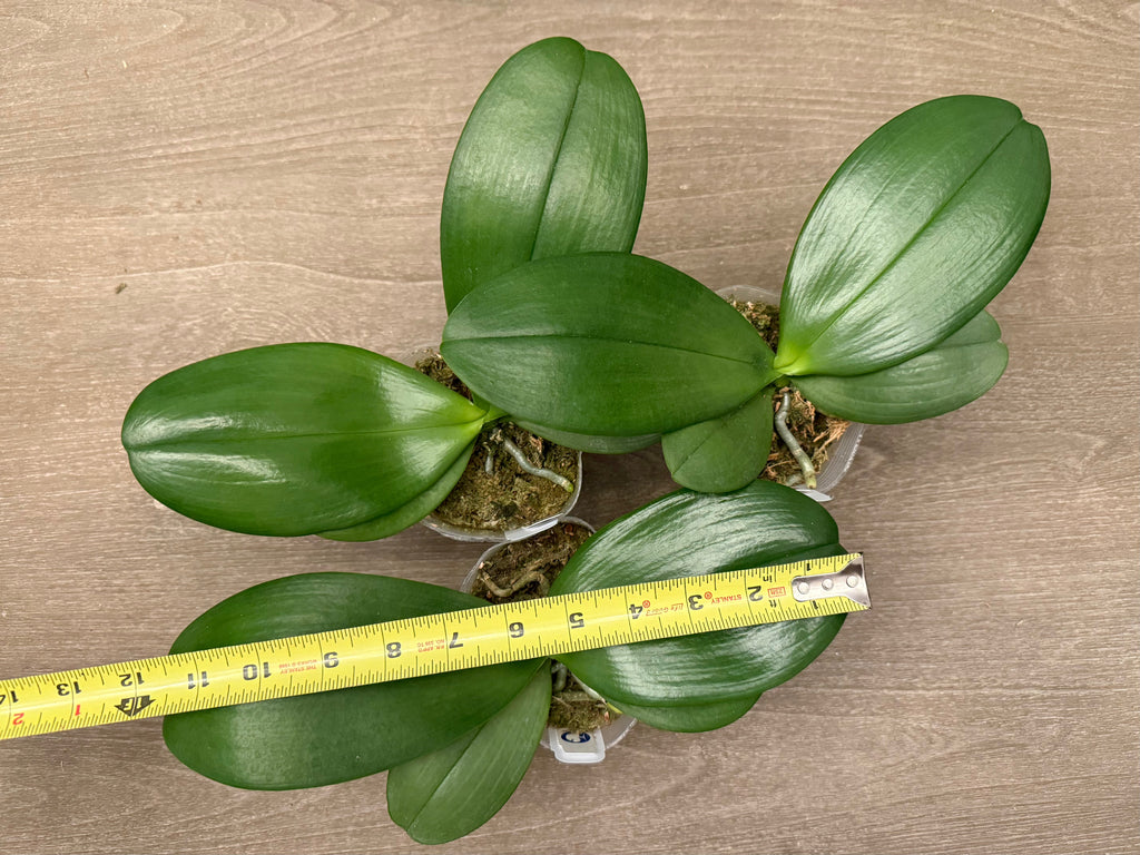 Phalaenopsis Mituo Gigan Dragon ‘Big Tree’