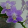 Phalaenopsis Jiaho Blueberry ‘YL02’