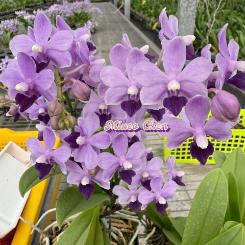 Phalaenopsis Tzu Chiang Sapphire ‘Deep Purple’