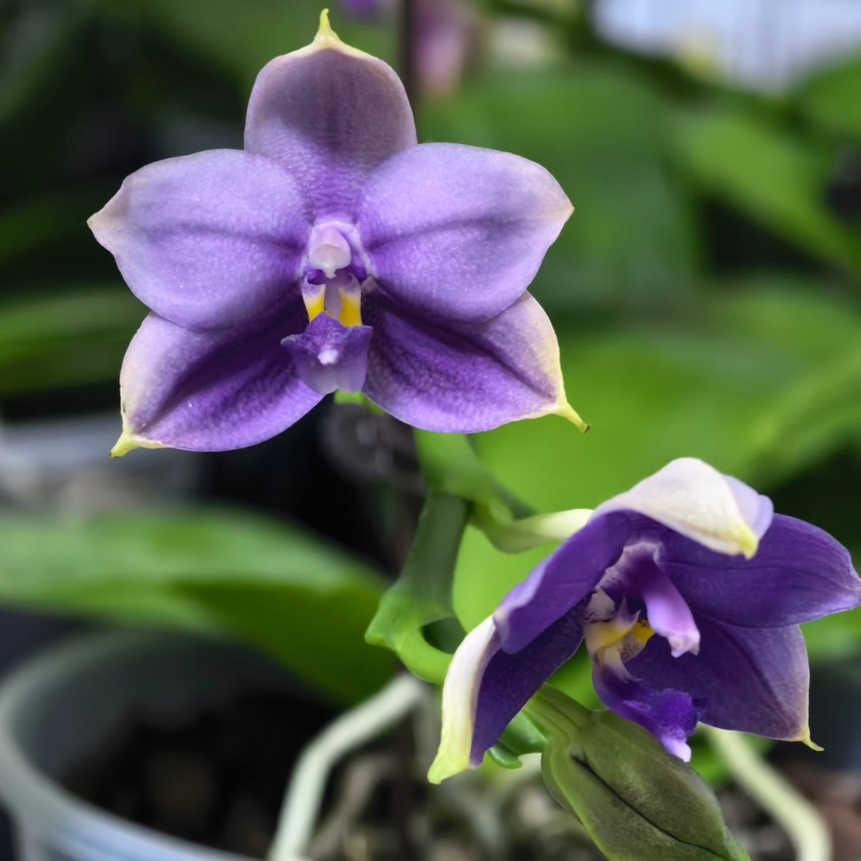 Phalaenopsis (Yaphon Blue Bird x (Penang Jewel X (Yaphon Super Jaguar x Samera)) ‘Deep Blue, Duo Spike’)