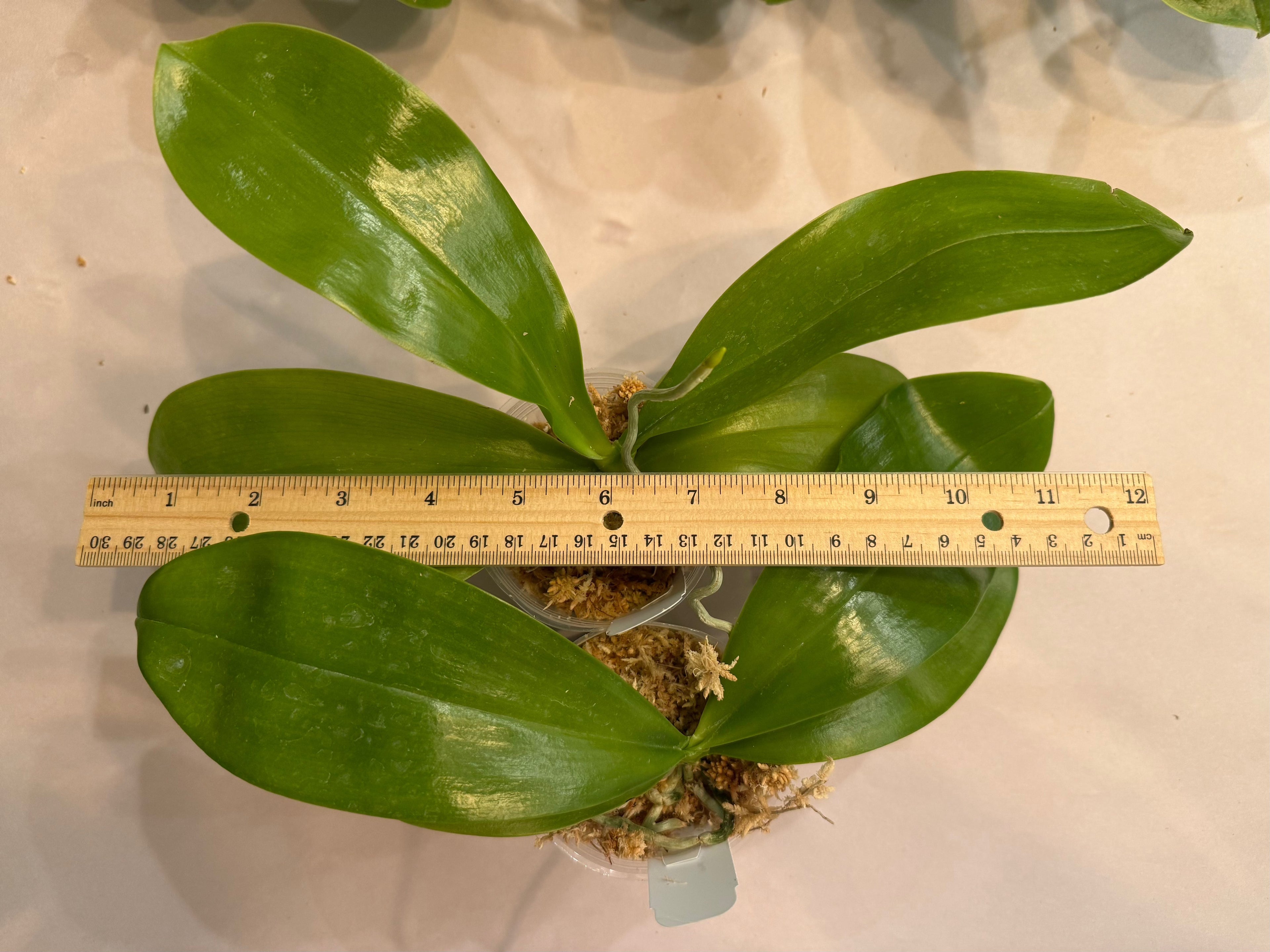 Phalaenopsis ((Mituo Golden Tiger x Yaphon Yellow Story) x lueddemannian f. coerulea)
