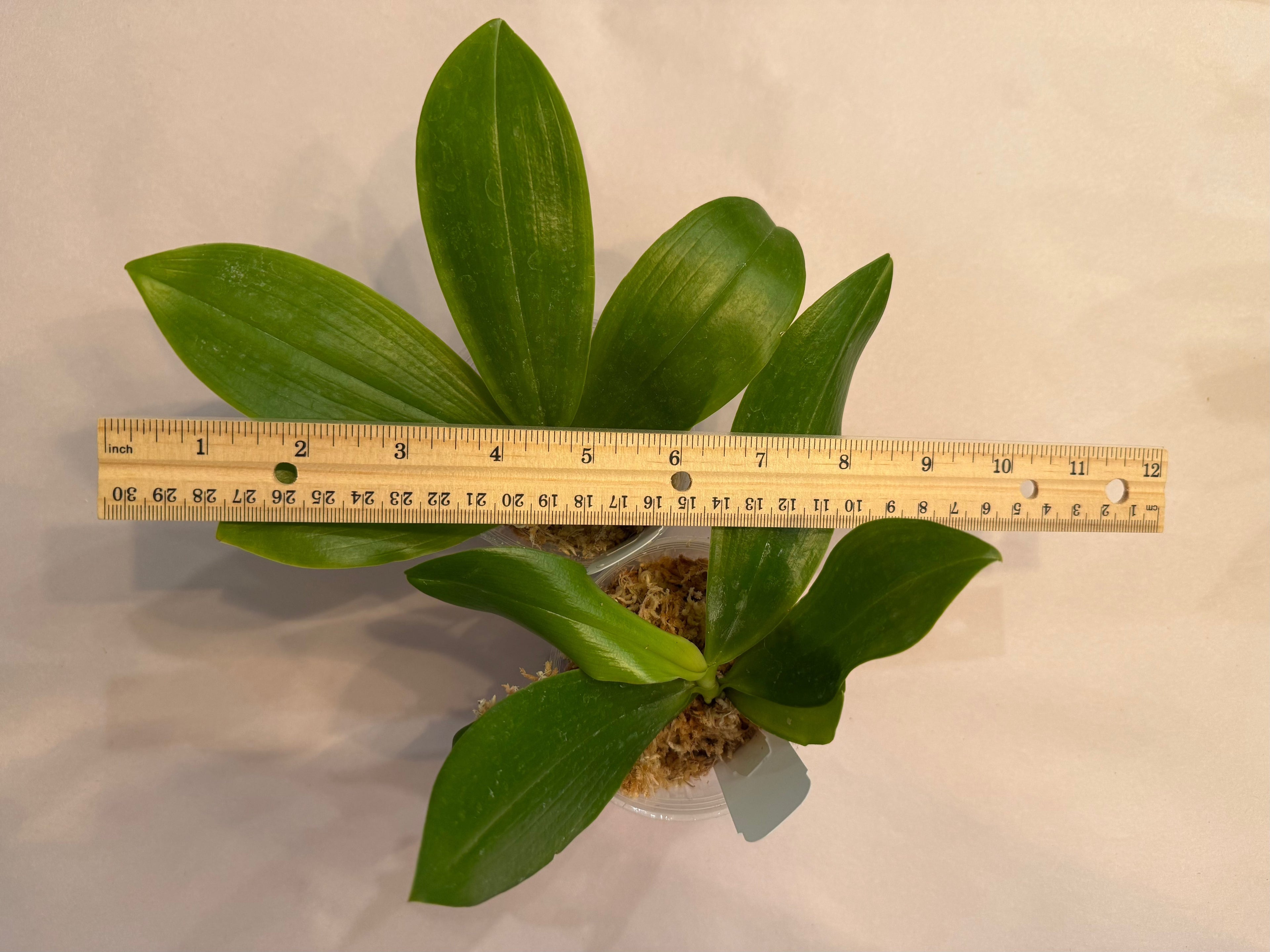 Phalaenopsis speciosa ‘Y23’