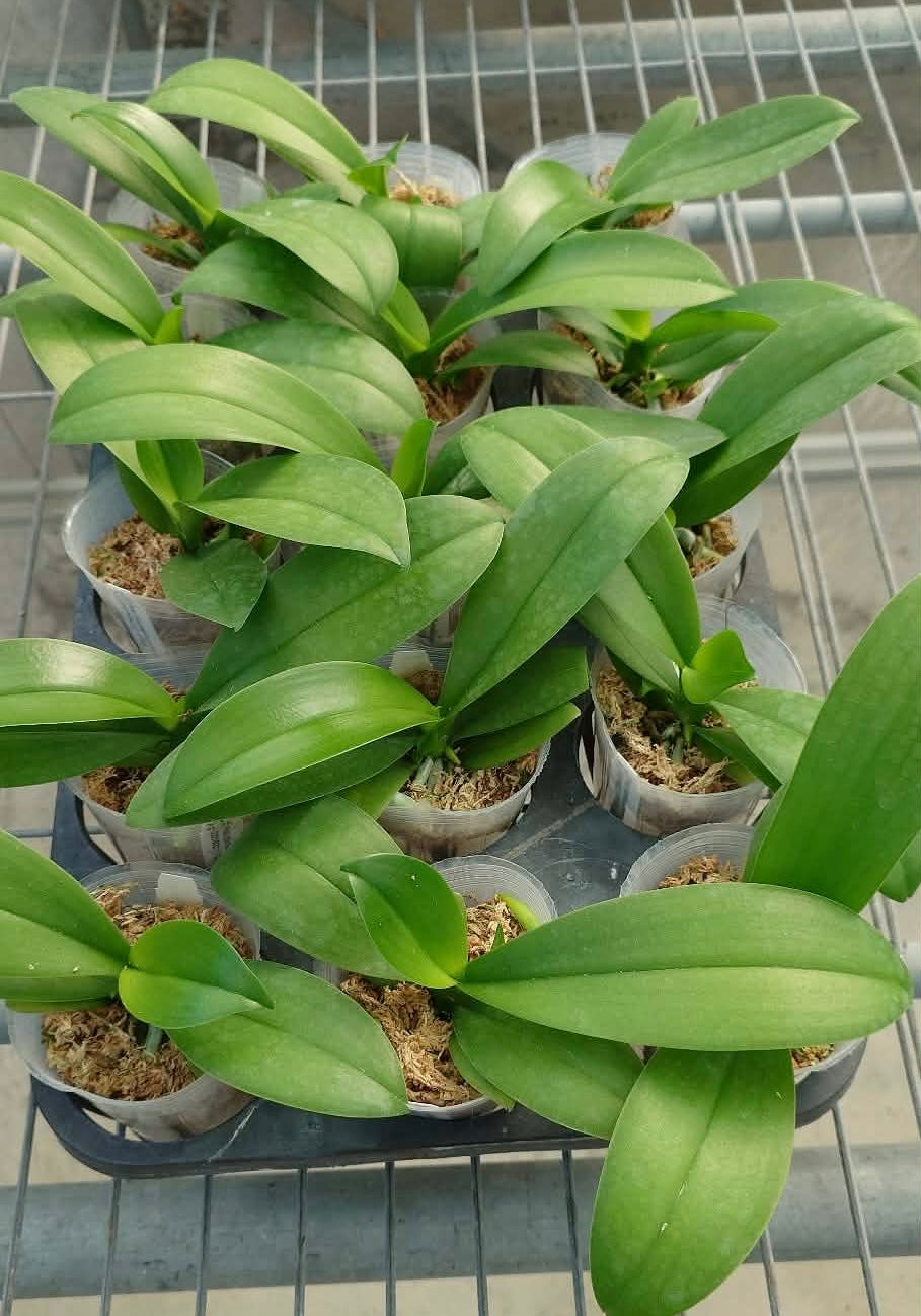 Phalaenopsis intermedia ‘YL75’ Third/WOC21