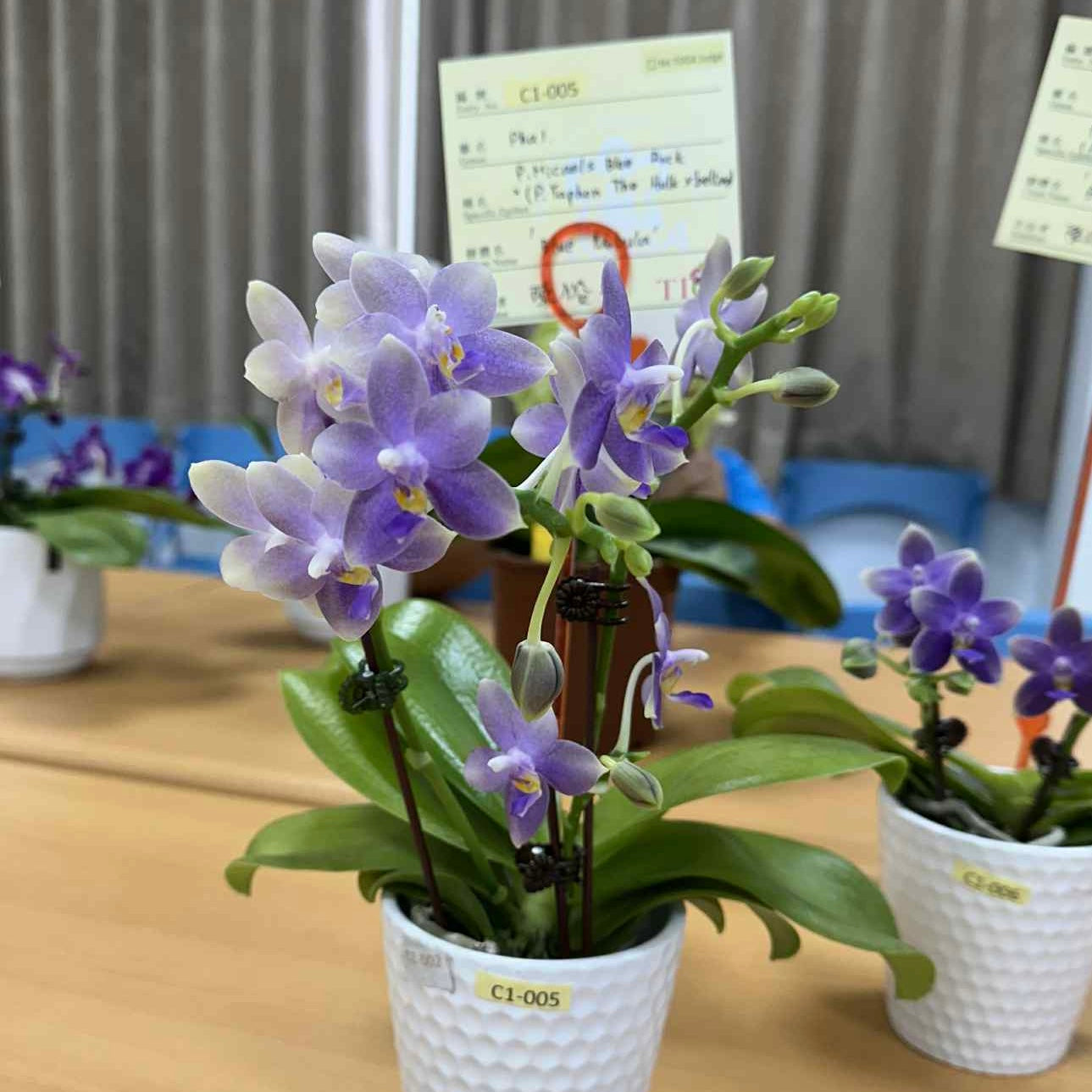 Phalaenopsis (Micaels Blue Rock 'Blue Wing' X (Yaphon The Hulk x Bellina))