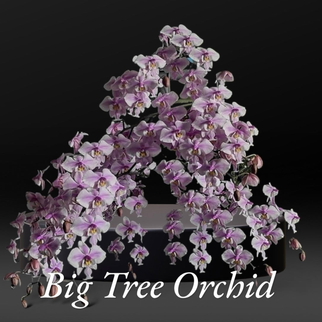 Phalaenopsis schilleriana ‘DS Pride’ BTM81203