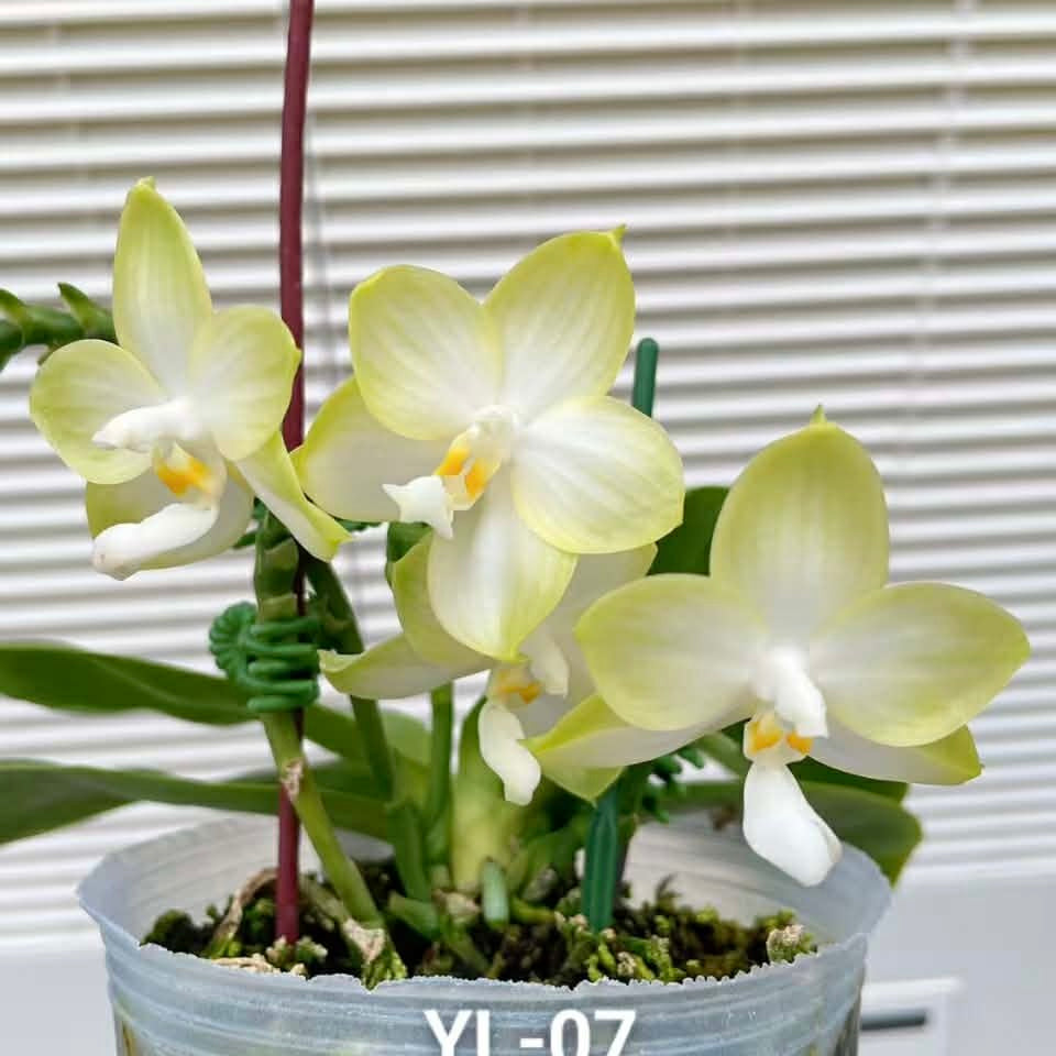 Phalaenopsis Patti Lee 'White MoonLight'