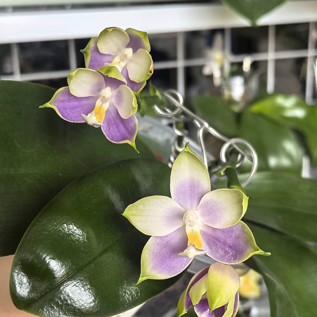 Phalaenopsis (KS Samera x Lee Wai Queen)