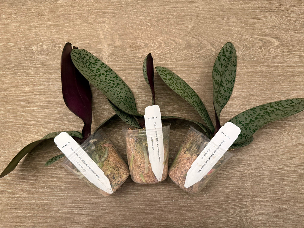 Phalaenopsis (schilleriana ‘Sliver Mountain’ x schilleriana ‘Milky Way’) BTA376