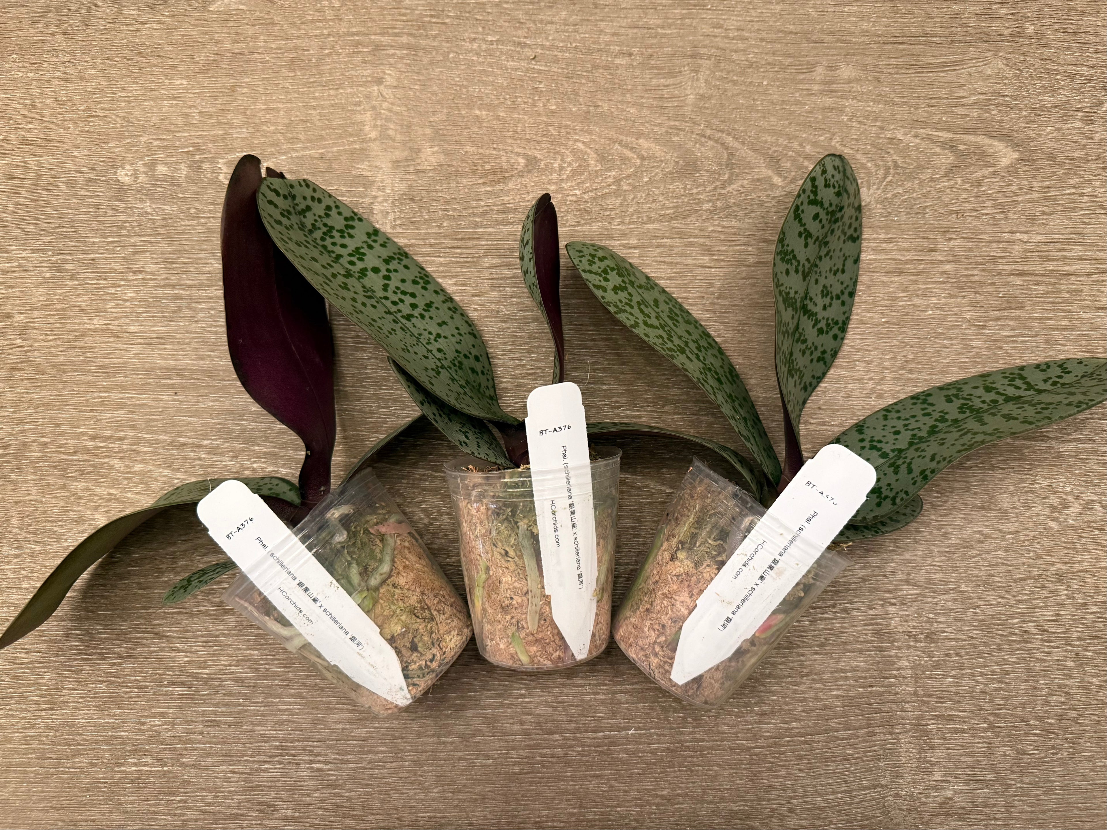 Phalaenopsis (schilleriana ‘Sliver Mountain’ x schilleriana ‘Milky Way’) BTA376