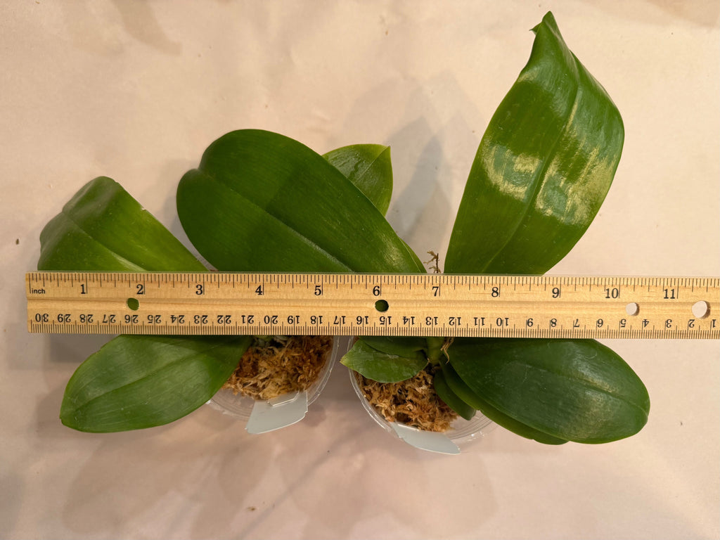 Phalaenopsis (tetraspis ‘coffee’ x LL Blue Magpie)