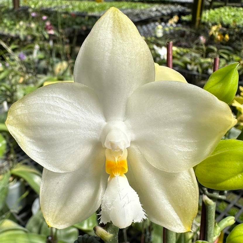 Phalaenopsis Yaphon Database ‘White Baby’