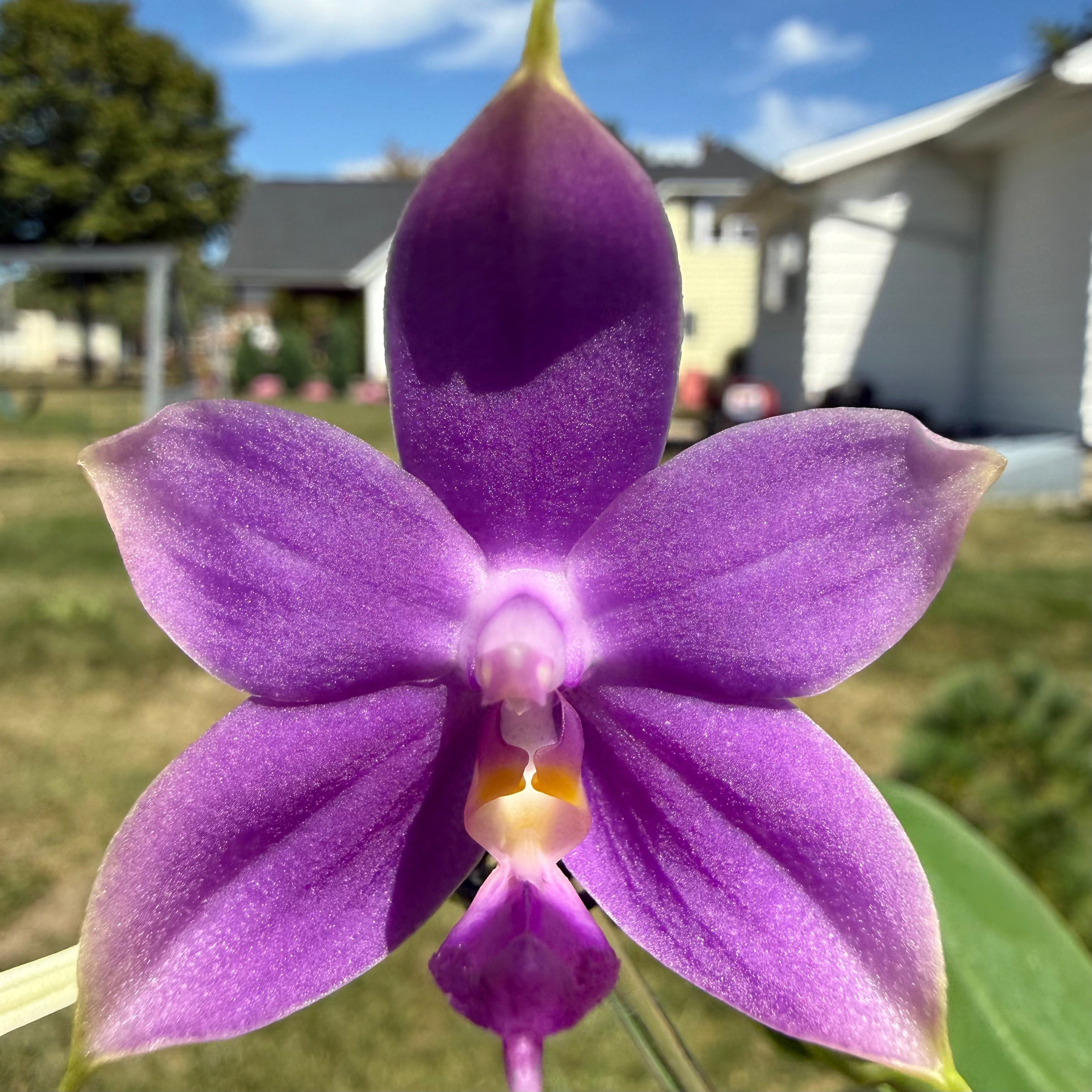 Phalaenopsis (Penang Jewel X (Yaphon Super Jaguar X Samera)) x Yaphon Blue Bird)