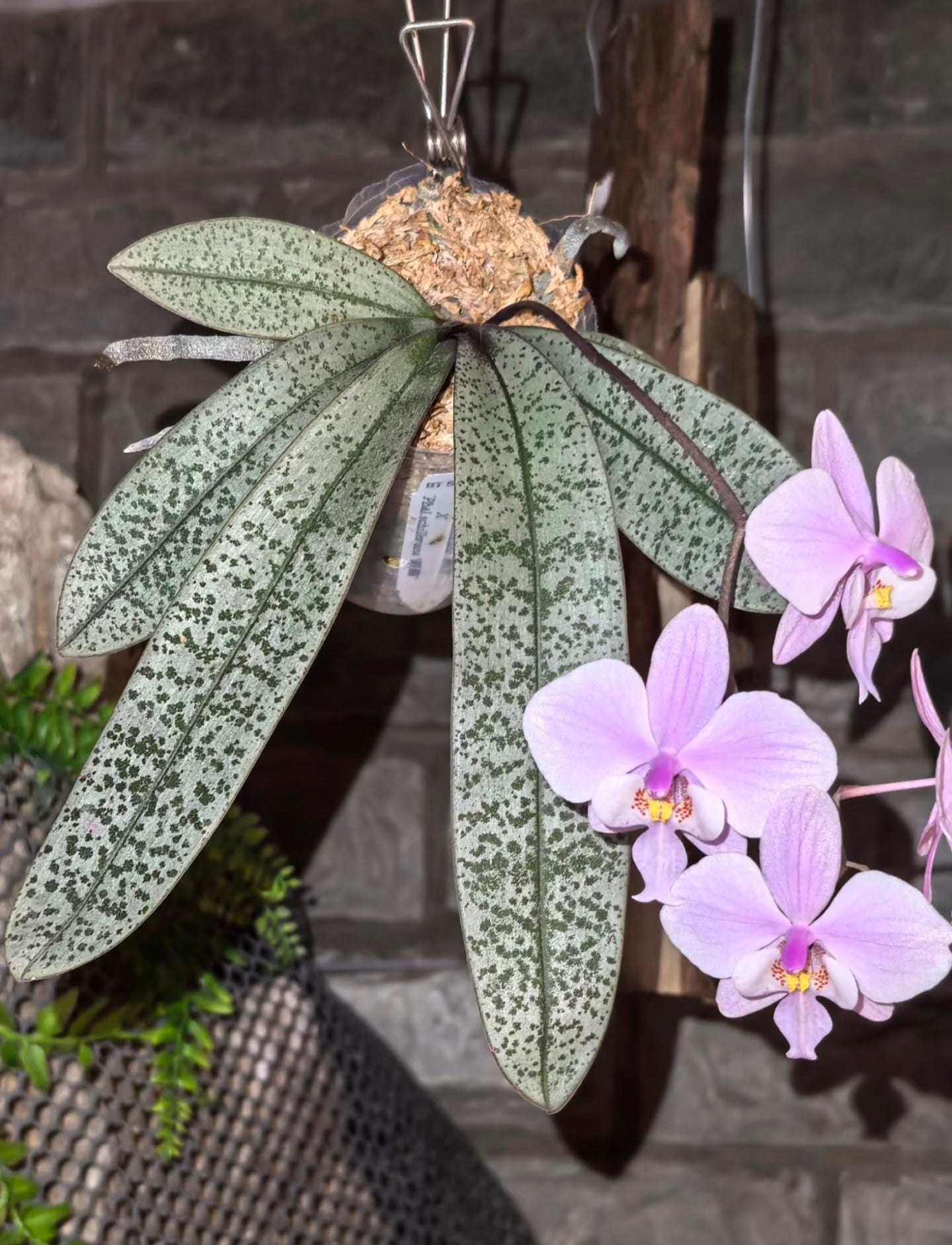 Phalaenopsis (schilleriana ‘Sliver Fox’ x schilleriana ‘Sliver Dragon’) BTS66