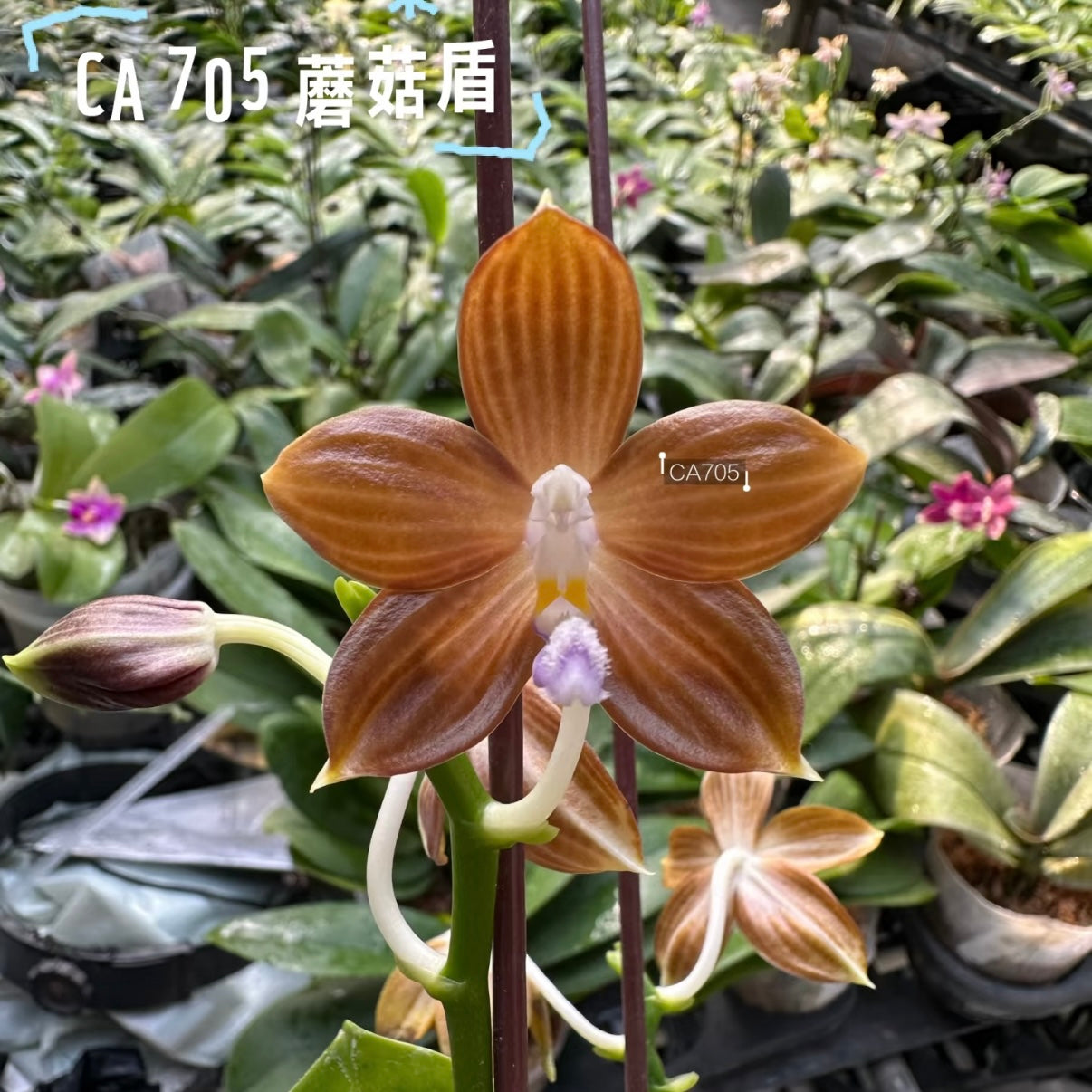 CA705 - Phalaenopsis (Lucien Mugato x tetraspis)