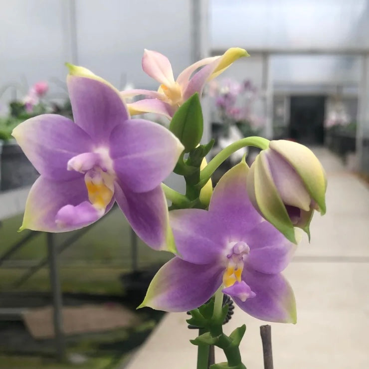 Phalaenopsis (KS Samera x Lee Wai Queen)