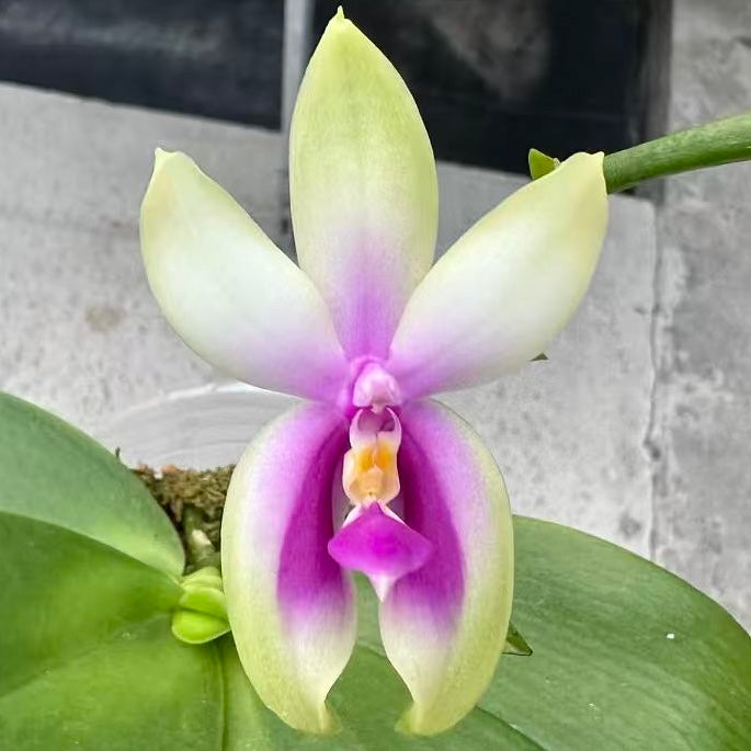 Phalaenopsis bellina Fire Type Select #10