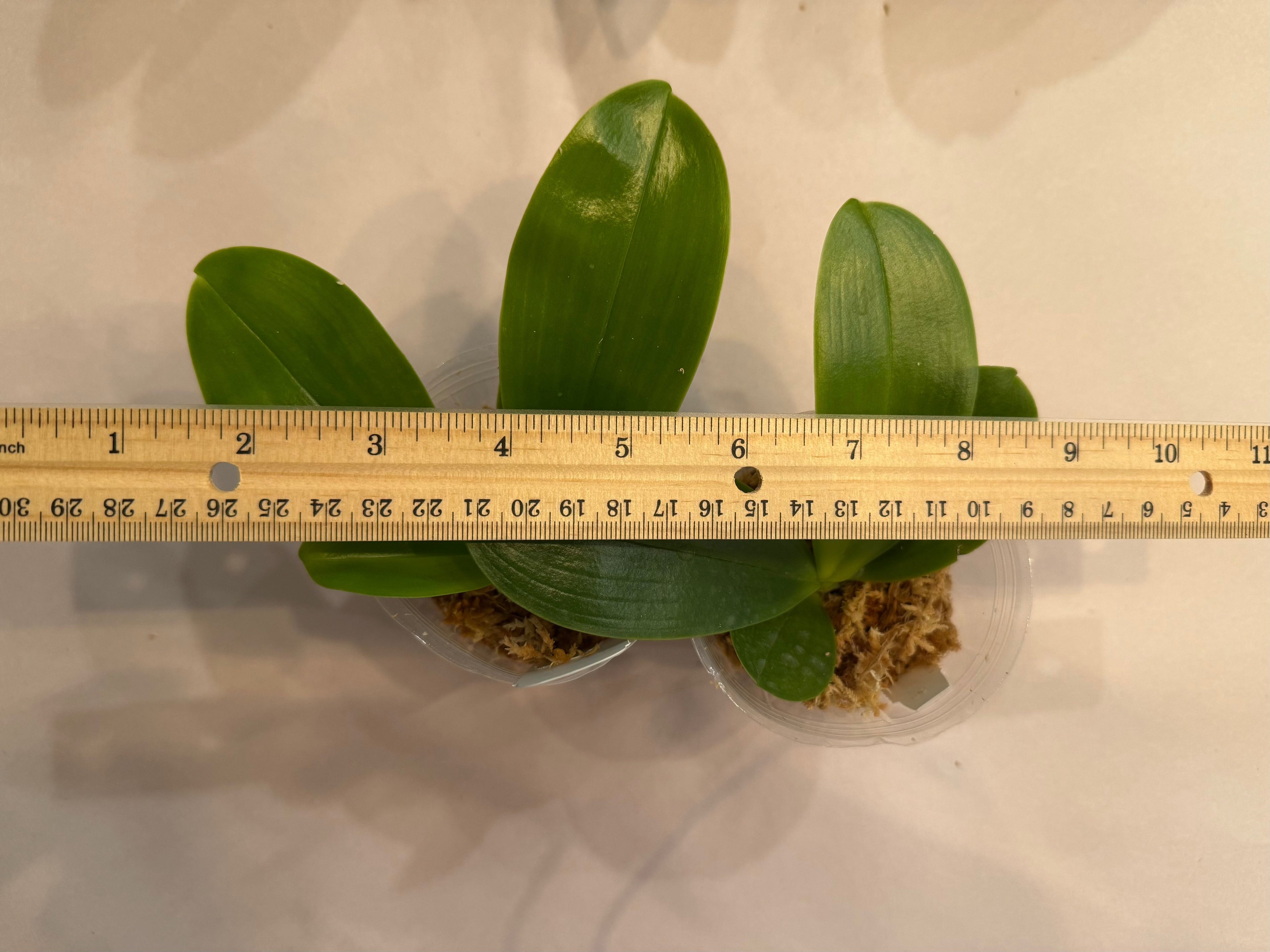 Phalaenopsis (Mituo Reflex Dragon ‘Blue-2’ x Penang Jewel)