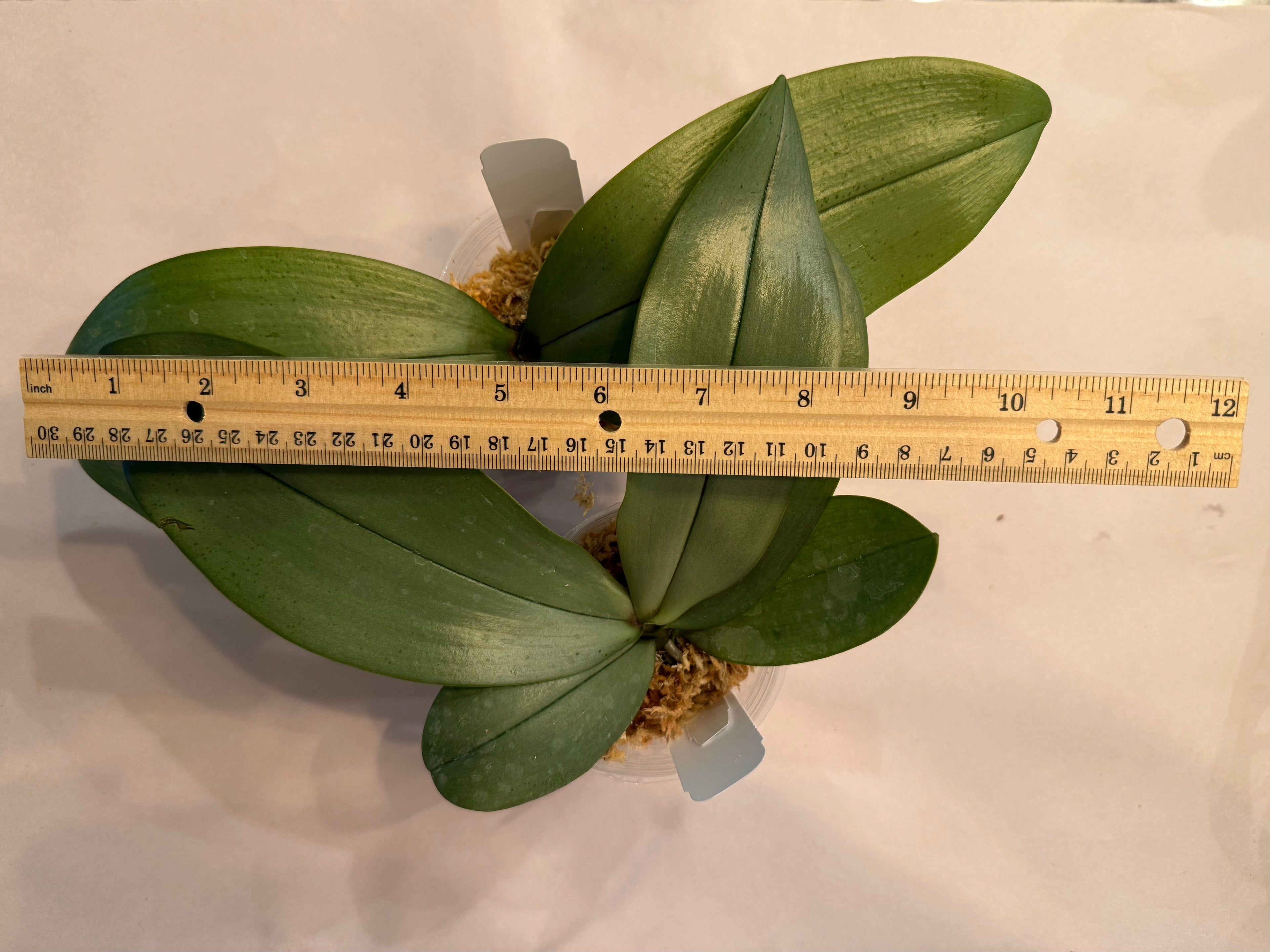Phalaenopsis (philippinensis x mannii var. black)