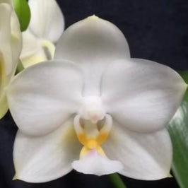 Phalaenopsis Tristar Snow Princess ‘Tristar’ AM/AOS