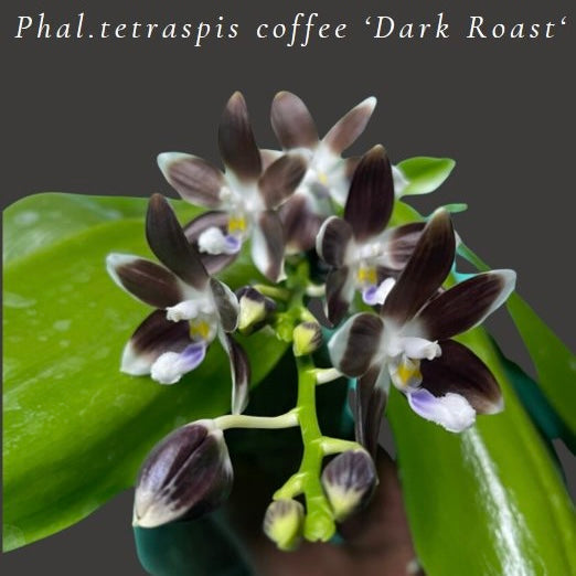 Phalaenopsis tetraspis coffee ‘Dark Roast’