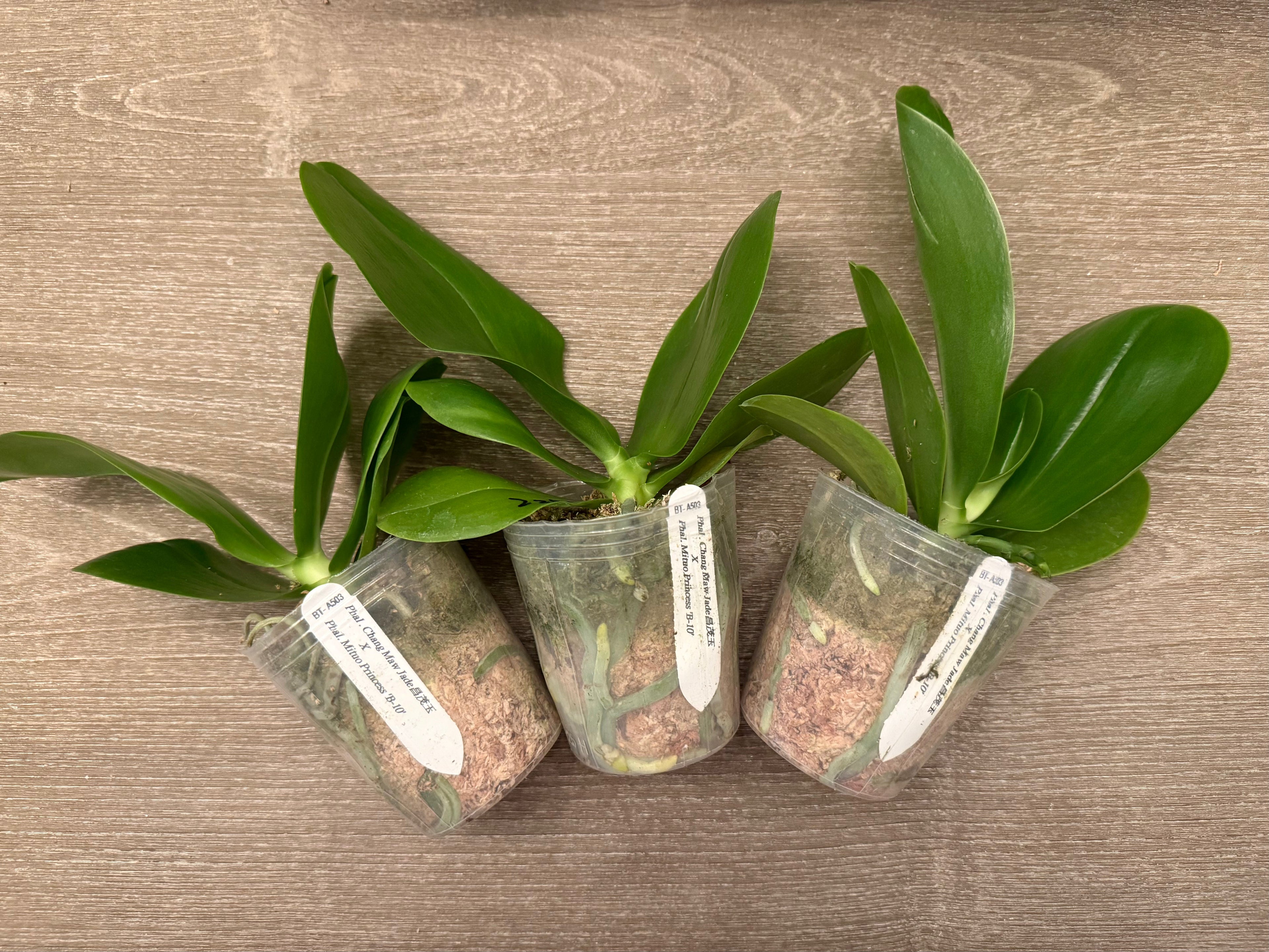 Phalaenopsis (Chang Maw Jade x Mituo Princess ‘B-10’) BTA503