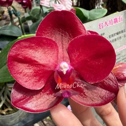 Phalaenopsis Haur Jih Fancy ‘Taida Red Jewel’