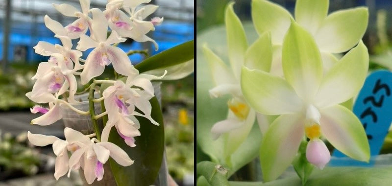 Phalaenopsis (fimbriata x bellina pink)