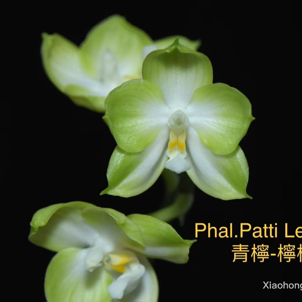Phalaenopsis Patti Lee 'Lime'