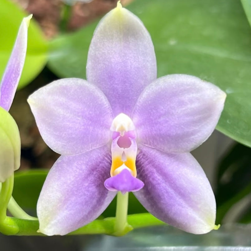 Phalaenopsis (Yang Yang Blue Bellina x Vinh Long Red Sun)