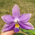 Phalaenopsis (Penang Violence 'Blue' x Germaine Vincent)
