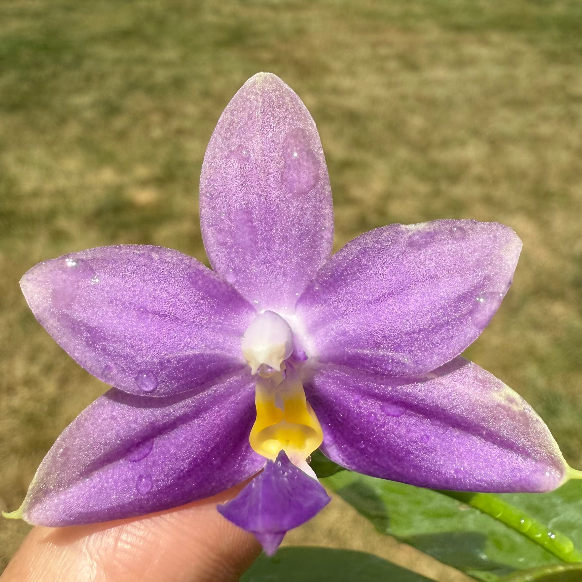 Phalaenopsis (Penang Violence 'Blue' x Germaine Vincent)