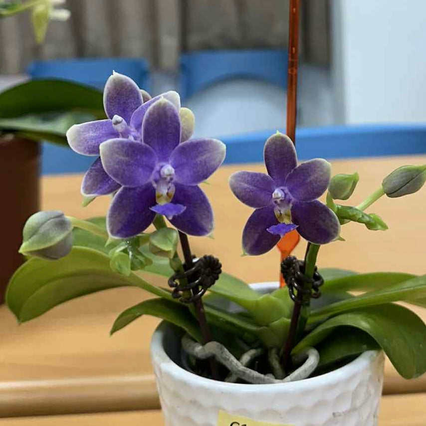 Phalaenopsis (Micaels Blue Rock 'Blue Wing' X (Yaphon The Hulk x Bellina))