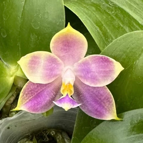 Phalaenopsis (KS Samera x Lee Wai Queen)