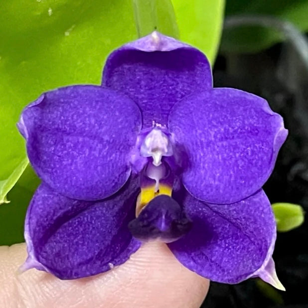 Phalaenopsis (Yaphon Blue Bird x (Penang Jewel X (Yaphon Super Jaguar x Samera)) ‘Deep Blue, Duo Spike’)