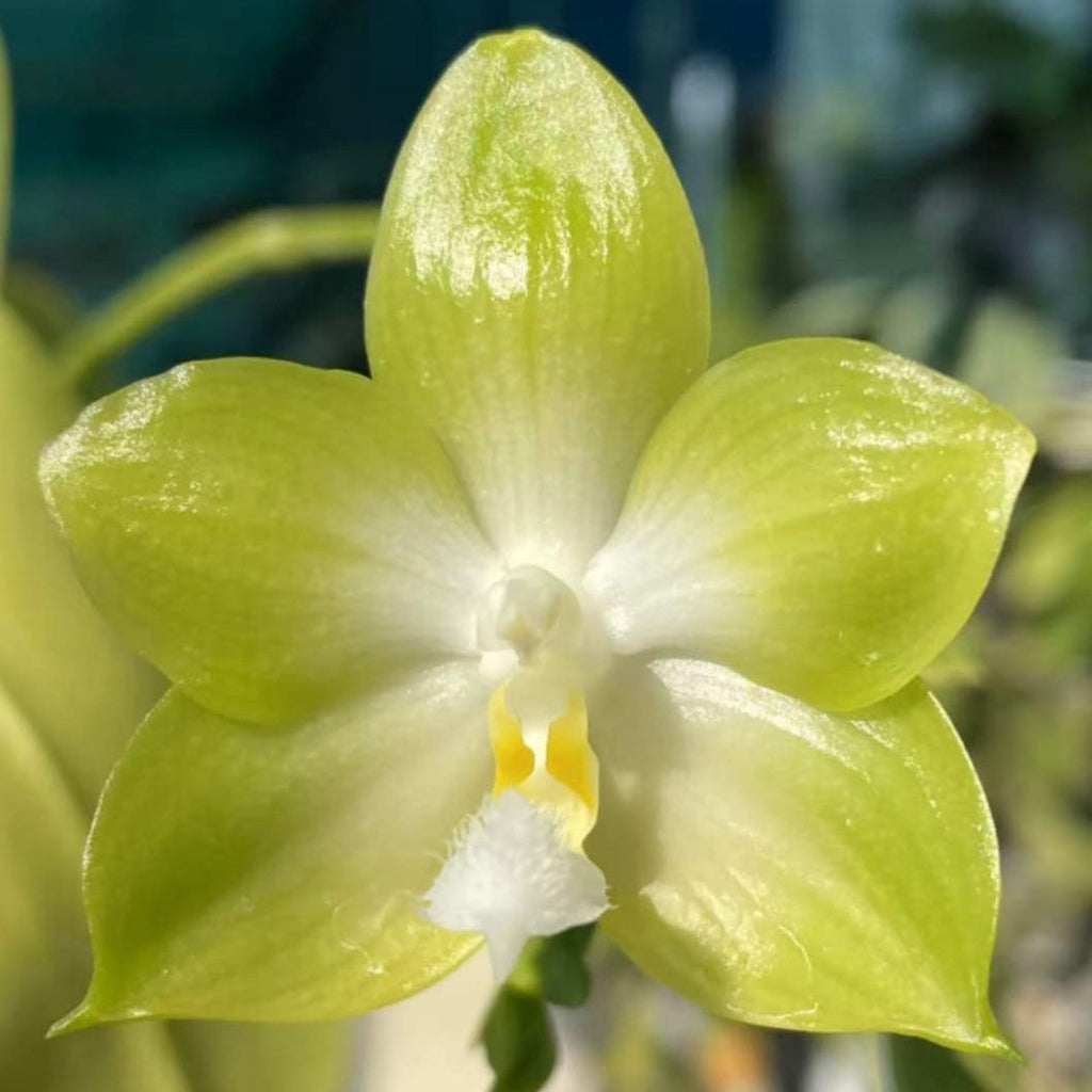 Phalaenopsis Rainbow Falconer