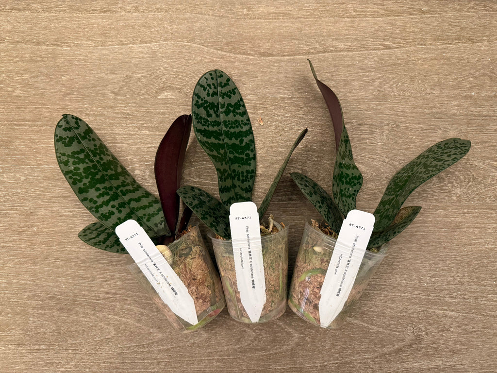 Phalaenopsis (schilleriana ‘Jungle King’ x schilleriana ‘蝴蝶袖’) BTA371