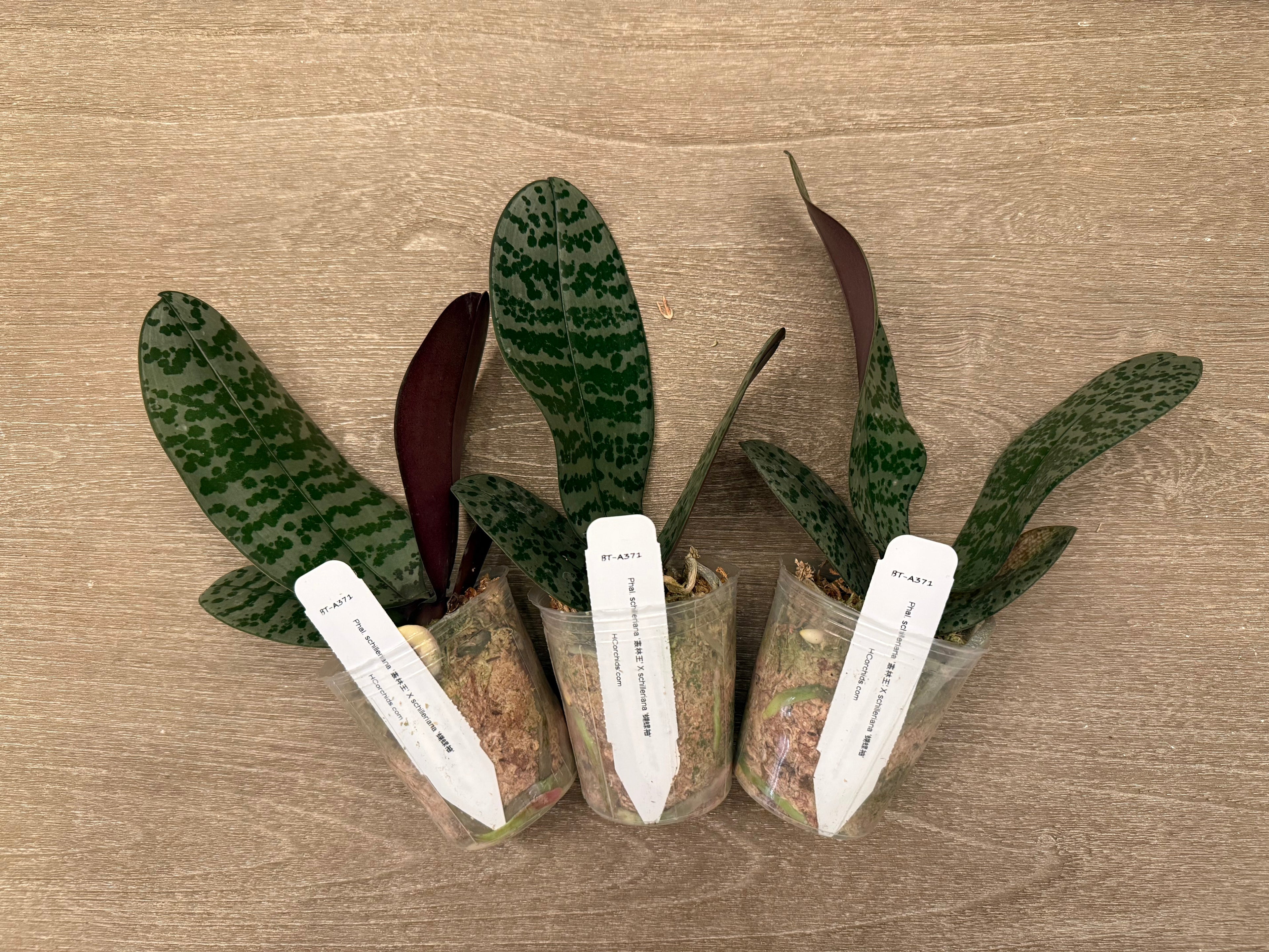 Phalaenopsis (schilleriana ‘Jungle King’ x schilleriana ‘蝴蝶袖’) BTA371