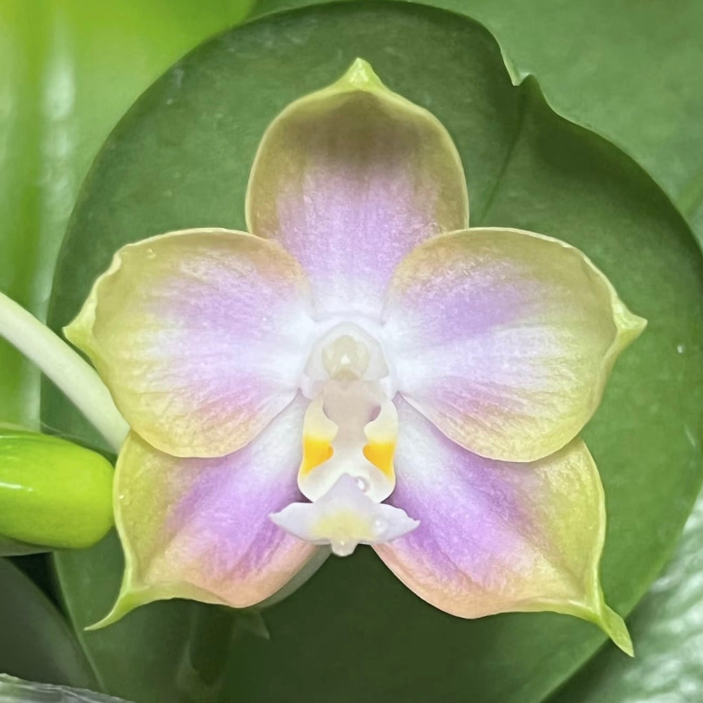 Phalaenopsis (Chang Maw Jade x Mituo Princess ‘B-10’) BTA503