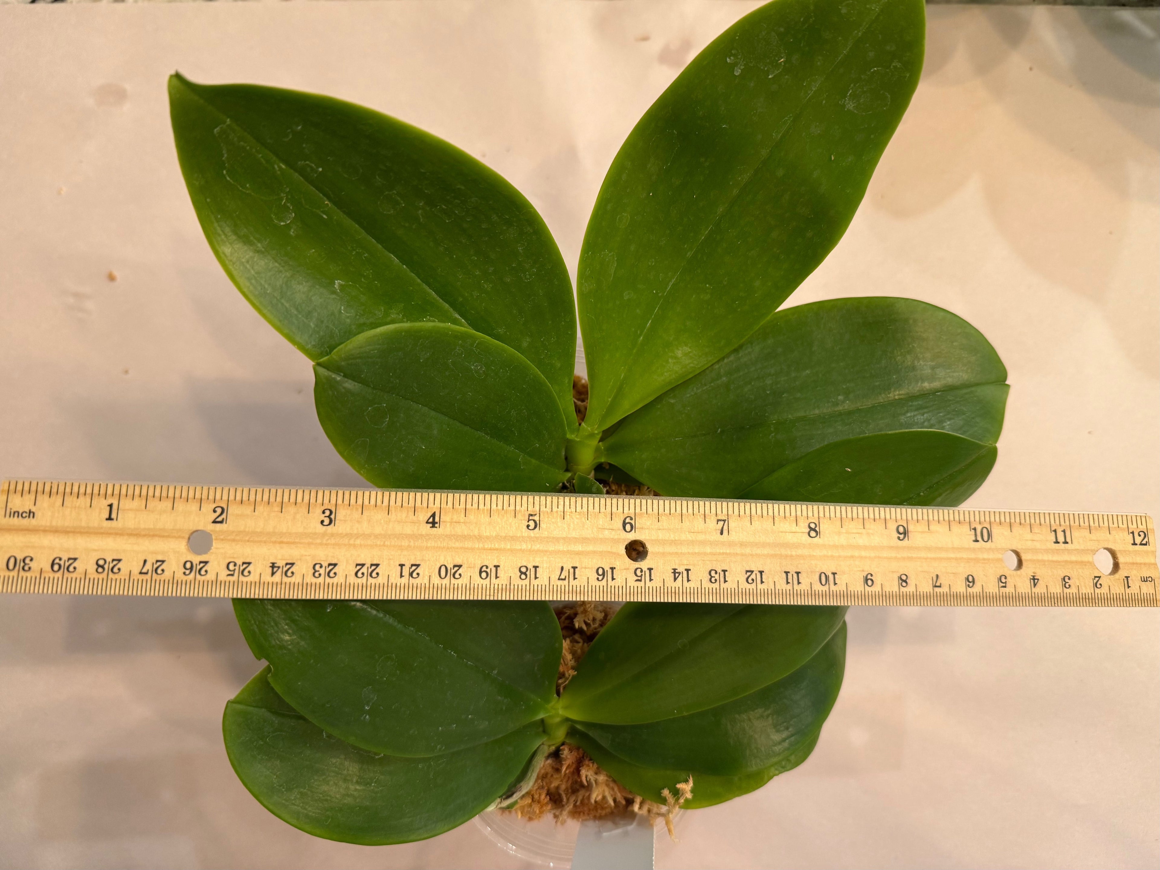 Phalaenopsis (Lioulin Blue Parrot x LL Blue Magpie)