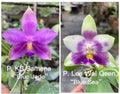 Phalaenopsis (KS Samera x Lee Wai Queen)