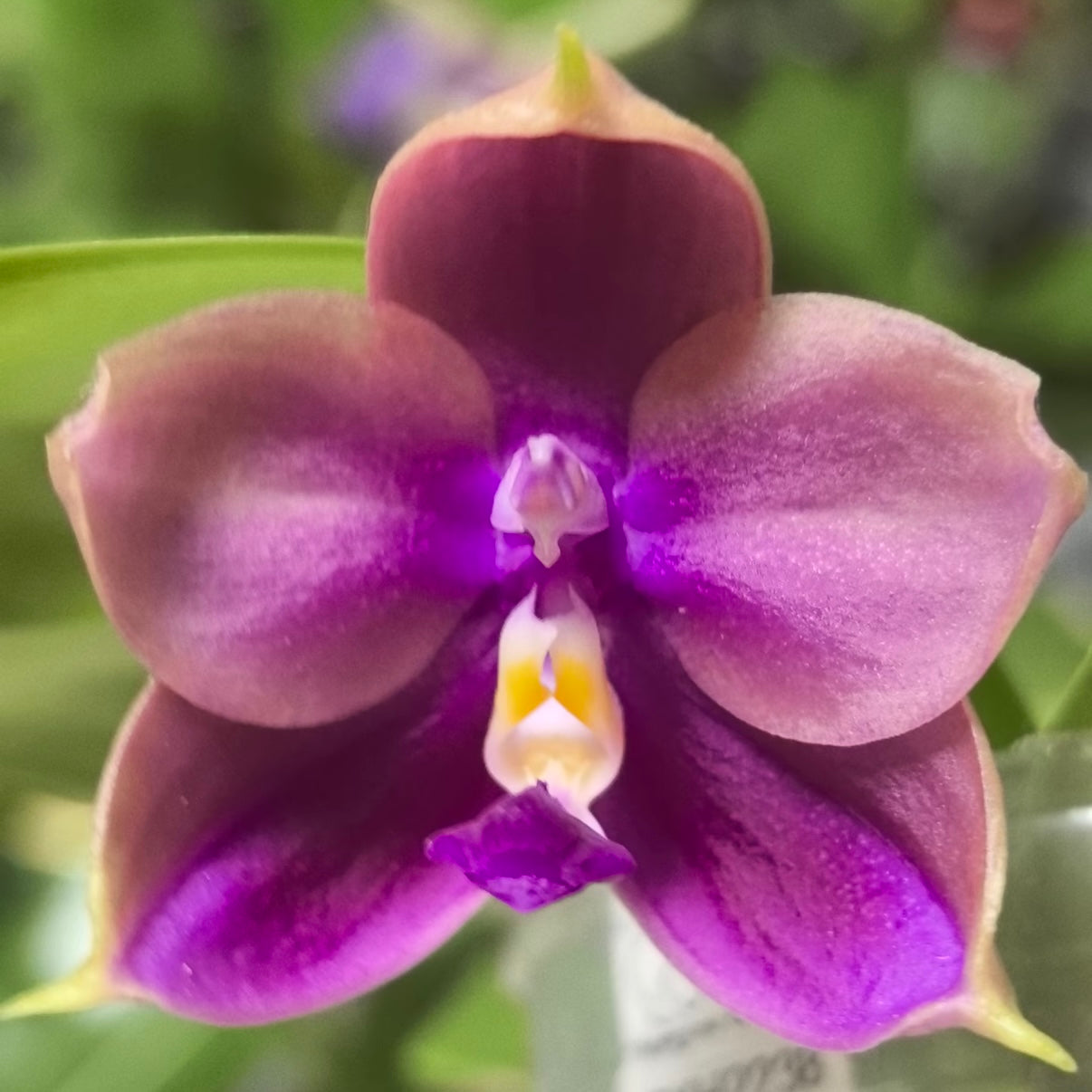 Phalaenopsis ((YangYang Pink Mary X Yaphon Batman) ‘BK#6’ x Yaphon Batman ‘BK's Best’)