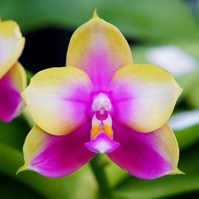 Phalaenopsis (Yaphon Batman 'BK's Best' x Dragon Tree Eagle 'T168')