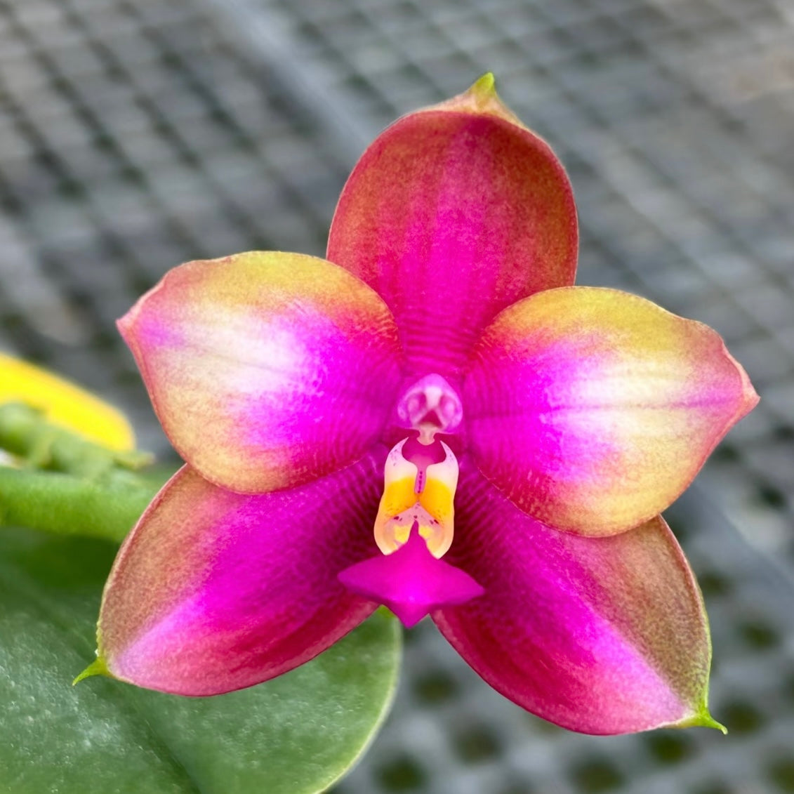 Phalaenopsis (Yaphon Batman 'BK's Best' x Dragon Tree Eagle 'T168')